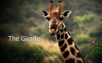 giraffe video pic